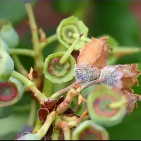 thumbnail for publication: Botrytis Blossom Blight of Southern Highbush Blueberry